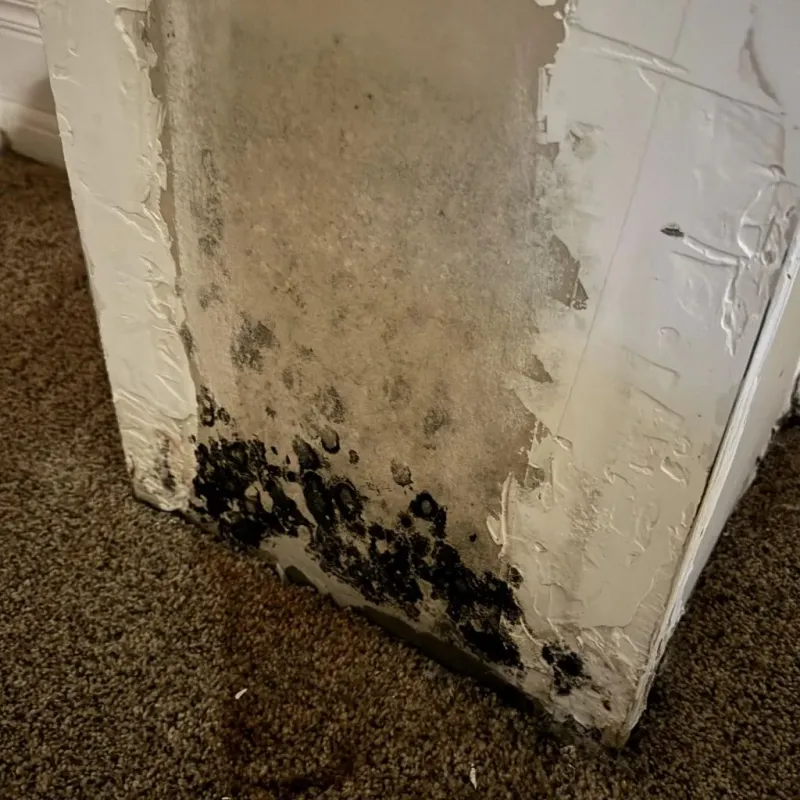 Professional Mold Removal in Chinchilla, PA